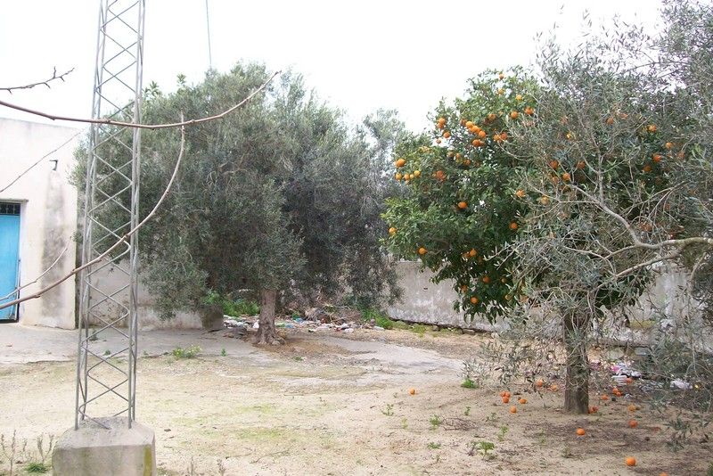 apples