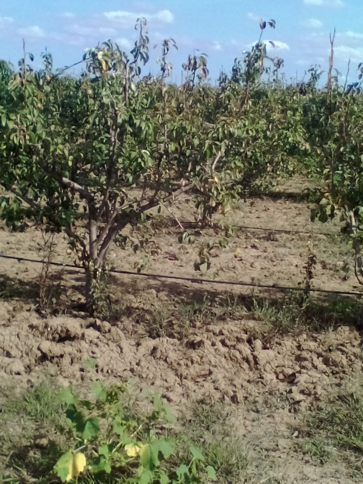 apples