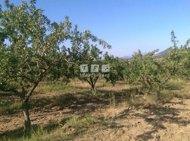 apples
