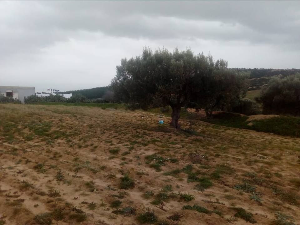 Un terrain agricole de 5 hectares