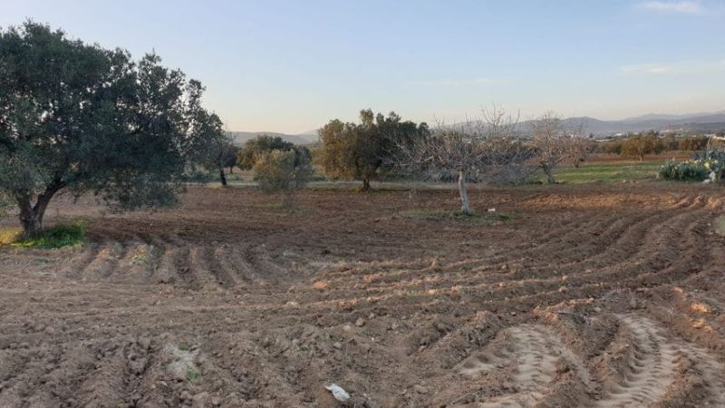 Terrain ghalia réf: