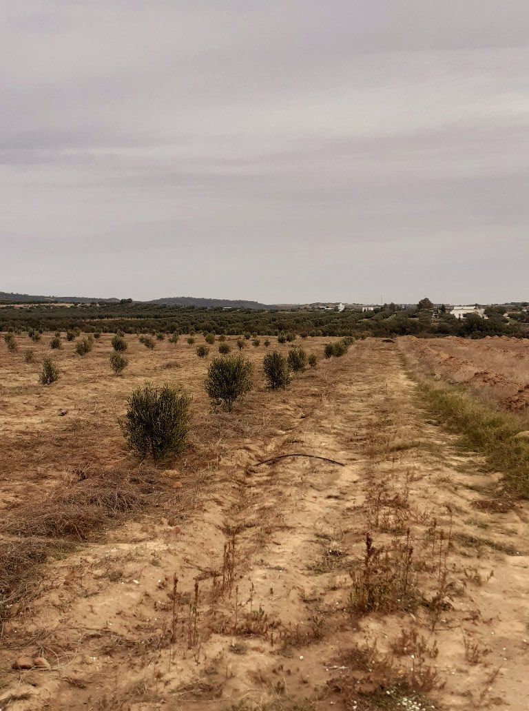 Av terrain 50md a monchar hammamet