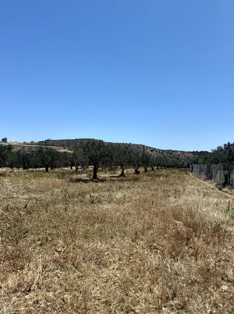 Av un terrain a hammamet de 3 hectares oliviers