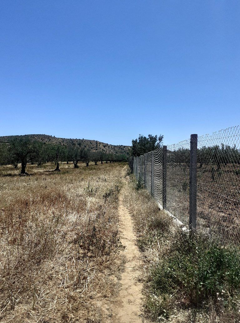 Av terrain hectare olivier à hammamet