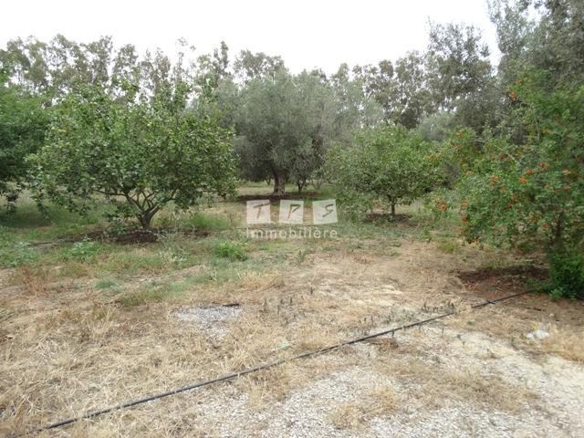 Terrain rochdi 1 réf: