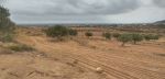 AV terrain 04 hectares zone bouficha plantée d'oliviers