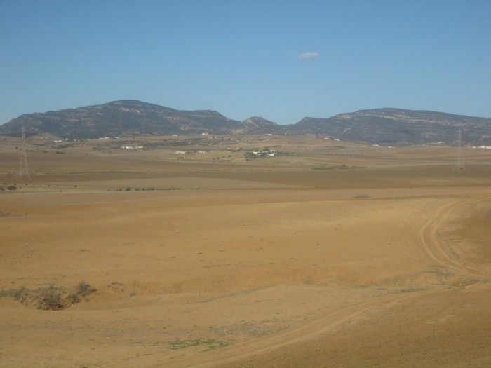 Terrain 7 hectares et 8000m à loué à sidi jedidi
