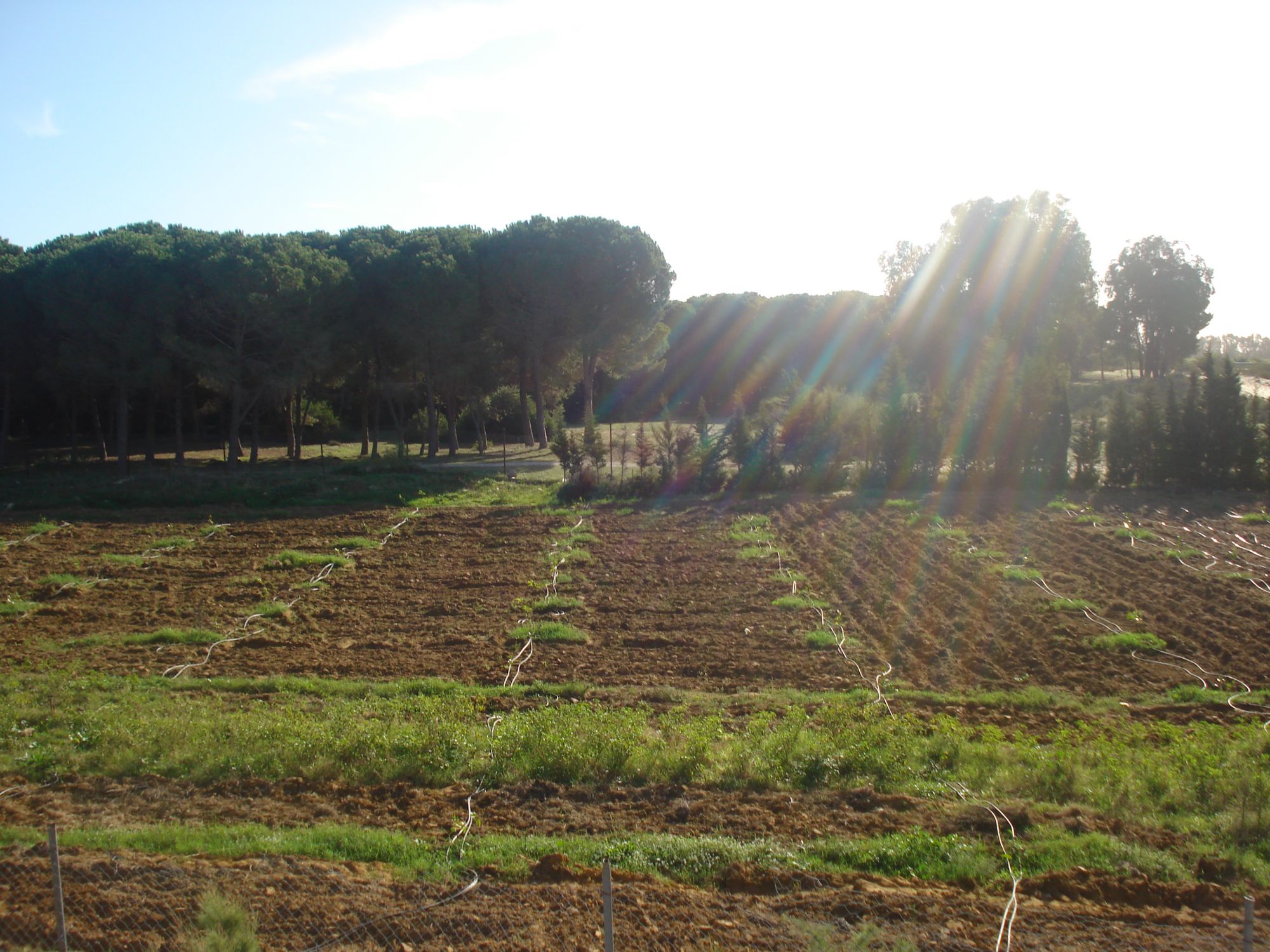 terrain agricole a vendre a bizerte