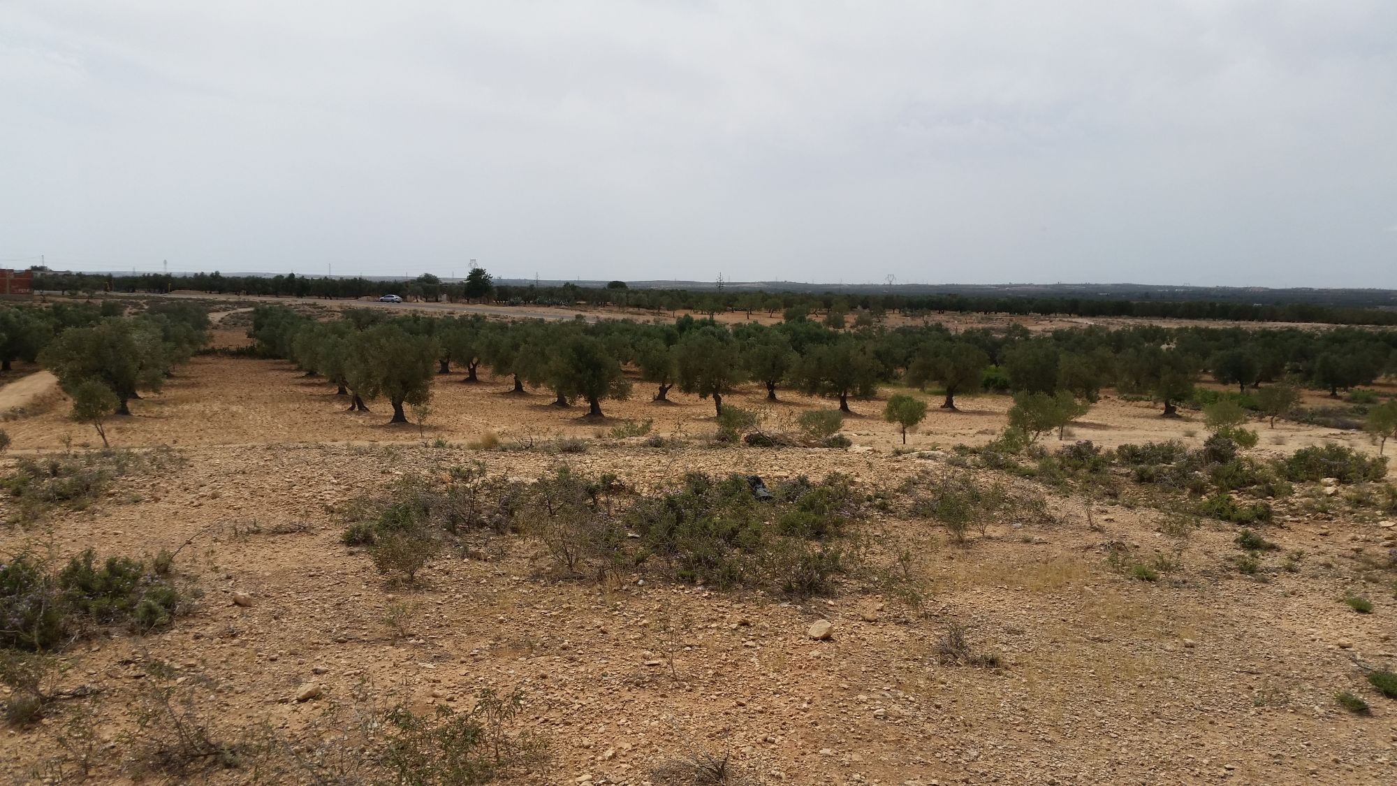 terrain agricole a vendre kalaa sghira