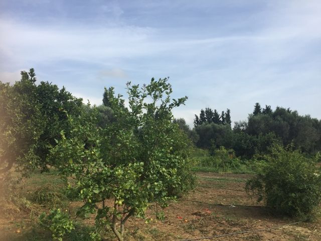 Ferme palm  borj hfaiedh  ref