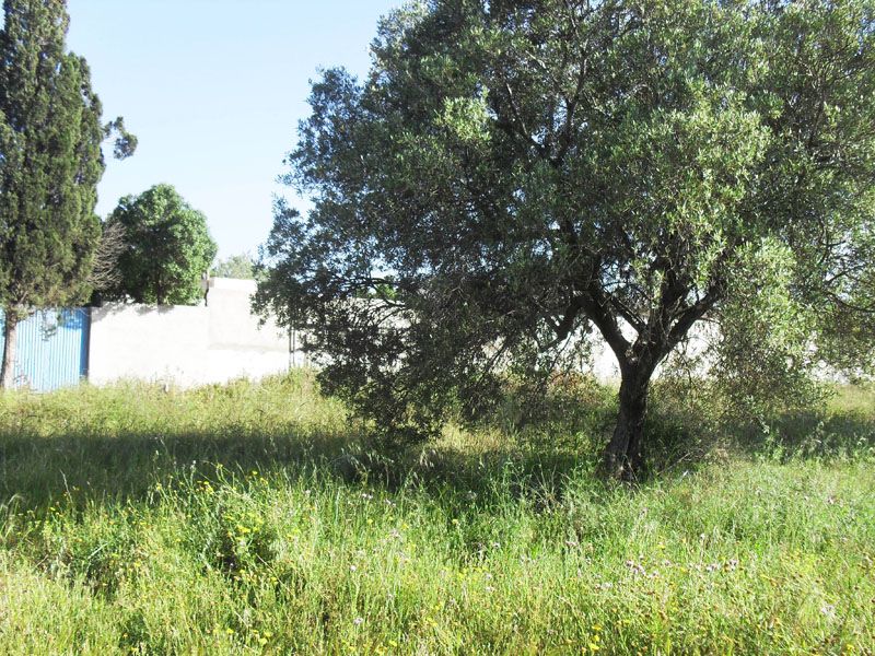 Terrain baraka vt :381