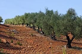 Terrain planté olivier à sidi jdidi