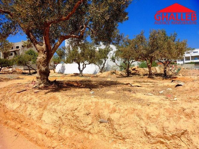 أرض بالمرازقة على الطريق 500م 163