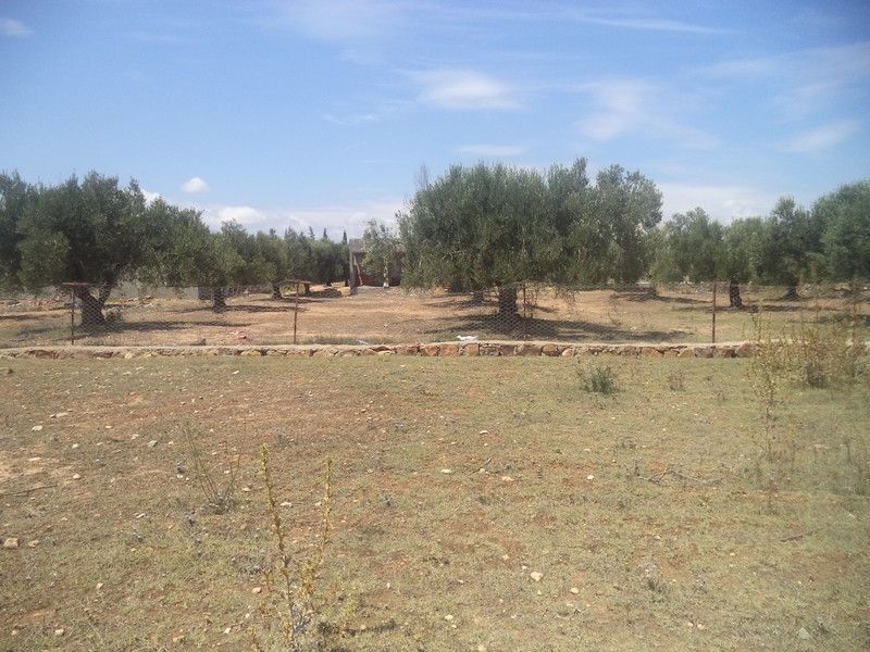 Av terrain de 310 à bassbasia hammamet yasmine
