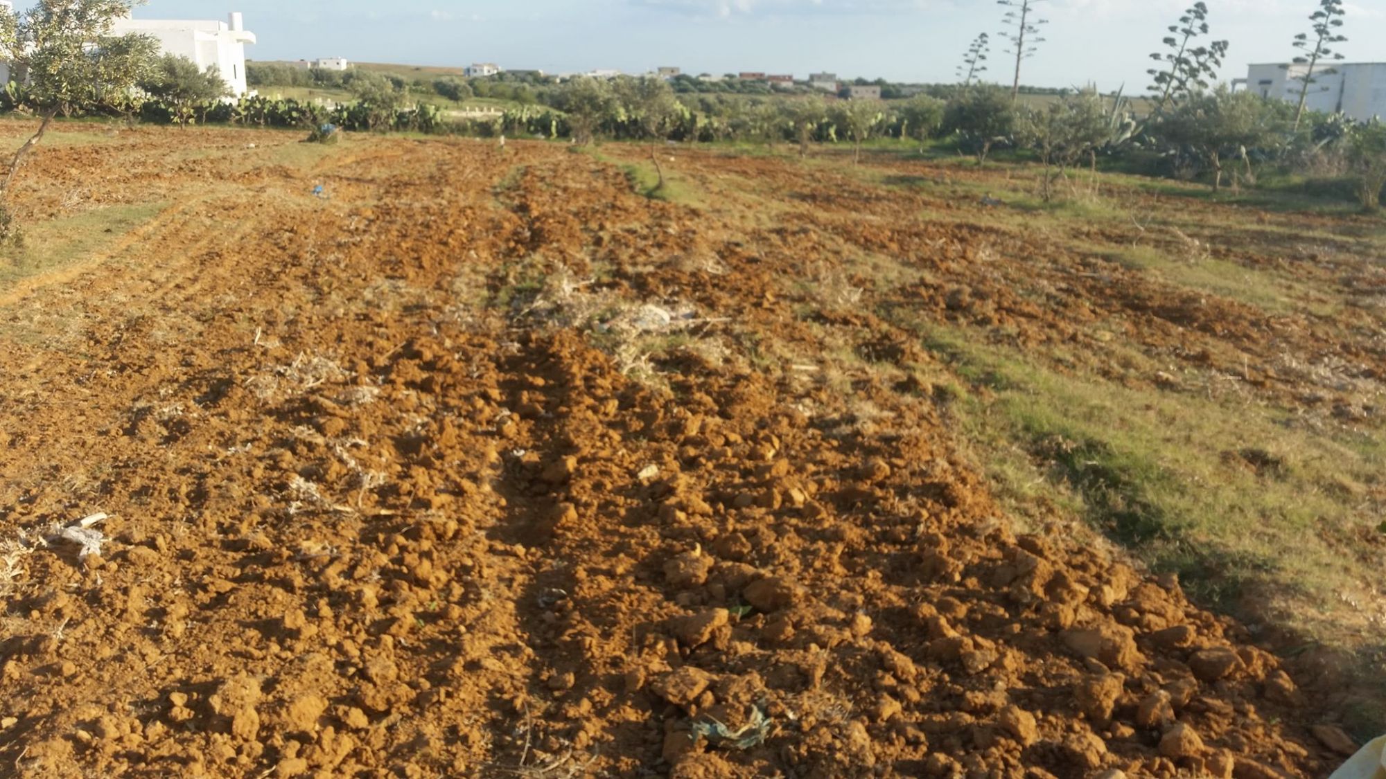 Terrain de 1000m² à 75md zone hammamet sud