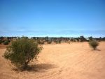 A vendre un grand terrain Sania d'oliviers