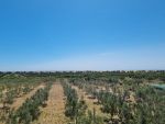 Ferme BIN Réf:  sidi khelifa