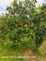 FERME HAOUARIA AV à Nabeul