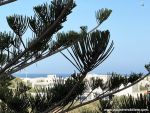 Location appartement citrine s+1 hammametnord