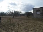 quatre hectares plantés d'olives très proche de yassmine hammamet