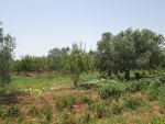 Terrain à sidi mtir avec studio et écurie