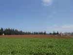Terrain agricole à vendre zone Sahline Manzel Harb
