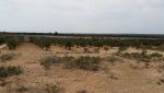 Terrain agricole entre Kalaa Sghira Ennagr