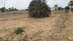 Terrain de 2200 situé à 100m de la plus belle plage de Djerba
