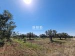 Ferme à vendre à bouficha