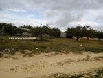 Terrain ghozlen à hammamet nord