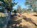 Terrain agricole a el haouaria