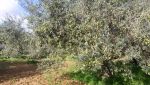 Terrain agricole a dar allouche ref