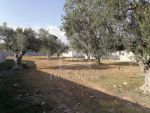 A hammamet terrain clôturé de 1000 m² à vendre