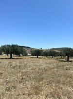 Av terrain agricole de 3 hectares oliviers situé a hammamet