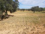 Av terrain 3000m a sidi jdidi