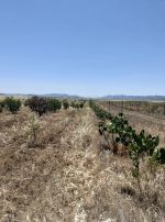 Av terrain de 70md a latrech hammamet