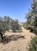 Av un terrain de 115md a hammamet