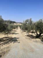 Av un terrain située a hammamet 1456m²