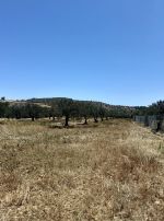 Av un terrain de 3 hectares oliviers