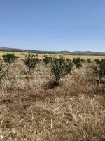 Av un terrain a hammamet de 6500m²