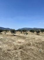 Av terrain a 8500m² à hammamet latrech