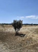 Av terrain 8500m² située à latrech hammamet