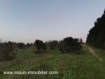 Terrain sidra av à hammamet borj hfaiedh