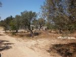 Av terrain a 10 min de hammamet a gare de bir bouraguba