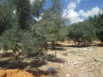 Av terrain 300m à kharrouba
