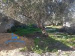 Terrain mahrssi nabeul