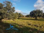 Terrain besbesiya 10 hammamet sud