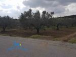 Terrain sameh hammamet
