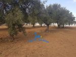 Terrain majide hammamet