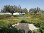 Terrain gofrane hammamet